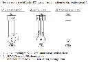 PCM 230V - schema.webp